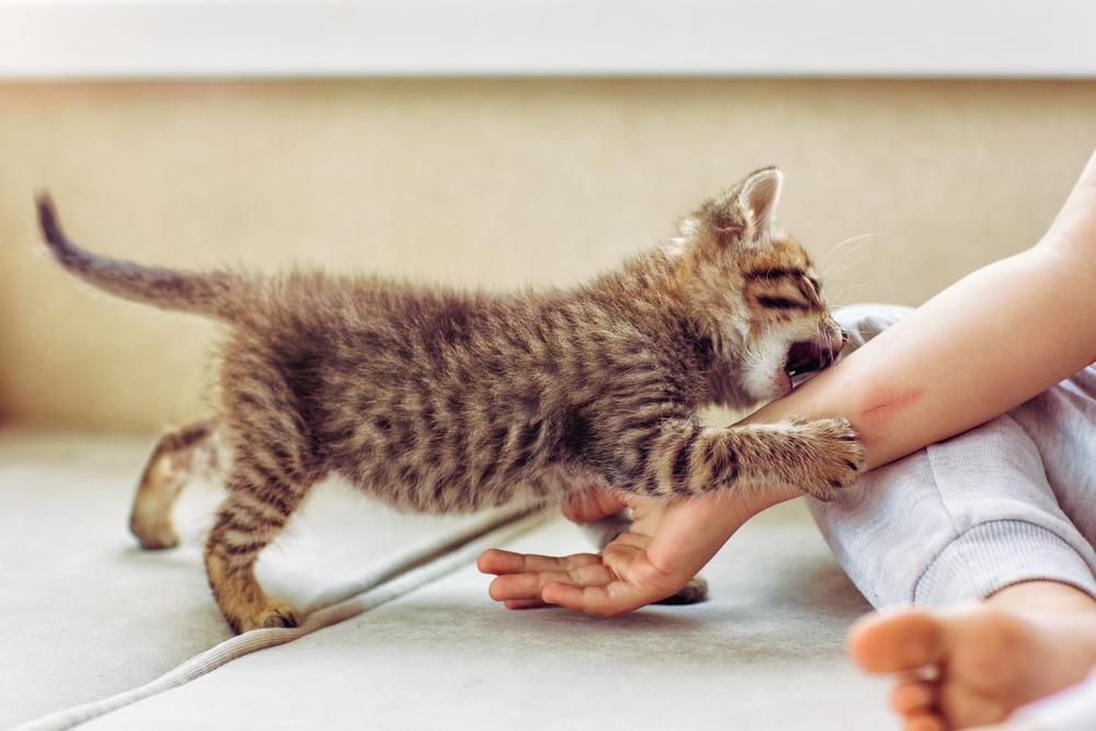 โดนน้องหมาน้องแมวข่วนทำไงดี ? ศึกษาวิธีปฐมพยาบาลให้ถูกต้อง
